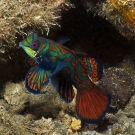 Male Mandarinfish (Synchiropus splendidus) displaying in an effort to attract mates to spawn at dusk.