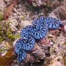 Maxima giant clam (Tridacna maxima)