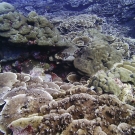 Merunlina sp. at Peleliu, Palau - amongst the most photogenic corals.