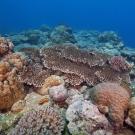 Mounding Porites and short-branched tabular Acropora corals cover the reef along a sloping dropoff.