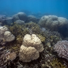 Mounding Porites mix with digitate Porites and branching Acropora colonies.