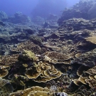 Peleliu, Palau: My favorite dive of the trip (as of Jan. 27, ~50 dives in).