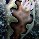 Nudibranch (~4-5 cm long) at Ngeruktabel, Palau.