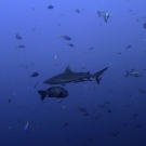 One of nearly 50 grey reef sharks seen at Palau\'s famous 