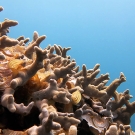 Padina grows up through the fingers of a Porites cylindrica colony