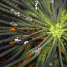 Pair of Baba\'s Crinoid Squat Lobsters (Allogalathea babai) hiding in the center of a crinoid.