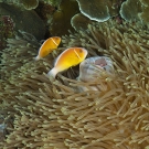 Pair of Pink Anemonefish (Amphiprion perideraion) in a large Leathery Sea Anemone (Heteractis crispa). 