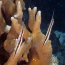 Pair of Razorfish (Aeoliscus strigatus) hover head down over a digitate Porites coral.