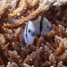 Pair of Reticulated Damselfish (Dascyllus reticulatus) peek out from within an acroporid coral.
