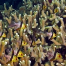 Oddly put together Pajama Cardinalfish (Sphaeramia nematoptera) looking like they were designed by committee in a patch of Porites cylindrica coral.