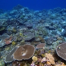 Palau\'s Western barrier reef