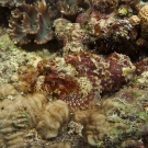 Papuan Scorpionfish (Scorpaenopsis papuensis) is a master of camouflage.