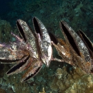 Group of Penguin\'s Wing Oysters (Pteria penguin) growing on branch of an old octocoral.