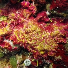 Peyssonnelia forms colorful crusts in shaded areas of the reef