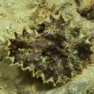 Incredibly well camouflaged, this Pitted Ceratosoma nudibranch (Ceratosoma miamiranum) would not have been seen had it not moved.