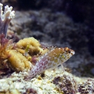  Pixy Hawkfish (Cirrhitichthys oxycephalus) perched on its ventral fins as hawkfishes do.