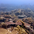 Plates of colorful Acropora and massive lobe corals (Porites) dominate the reefs in Palau