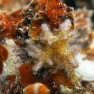 Pocillopora damicornis recruit