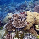 Pocillopora spp., Acropora spp., and Porites spp.-dominated reef at Western barrier reef, Palau (near Ulong). 