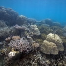 Reaching up to near the surface a grove of Porites lobata mounds mix with the branching Acroporas.