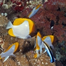 Group of Pyramid Butterflyfish (Hemitaurichthys polylepis) being cleaned by a Bluestreak Cleaner Wrasse (Labroides dimidiatus).