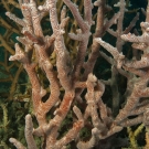 Red encrusting sponge covers the dead branches of an Acropora coral thicket.