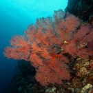 Large bushy red sea fan soft coral juts out from a sheer wall in order to filter plankton passing by on the current.