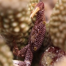 Rust-spotted Guard Crab (Trapezia rufopunctata) protecting its Pocillopora coral.