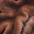 Rusty red detail of the polyps of a Lobophyllia hemprichii coral.