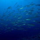 School of Rainbow Runners (Elagatis bipinnulatus) buzz by the reef.