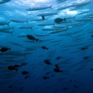 Schooling barracuda at 5 m in Ulong Channel, Palau