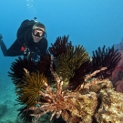 Graham Kolodziej mugs for a photo behind a cluster of feather stars.