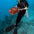 Mermaid-like Grace Frank collects a Crown-of-thorns Seastar.