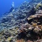 Grace Frank surveying a reef at Western barrier reef, Palau.