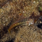 Segented Blenny (Salarias segmentatus) peers inquisitively before darting away.