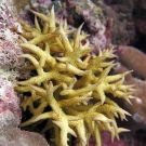 Seriatopora stellata