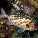 Commonly seen Shadowfin Soldierfish (Myripristis adusta) hugs the reef.