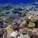 Shallow, leeward, barrier forereef dominated by acroporids and other scleractinians.