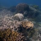 Shallow reef composed of thickets of brancing Acropora, digitate Porites, and leafy scrolls of Turbinaria corals.