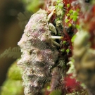 Small white hermit crab (Calcinus minutus) 