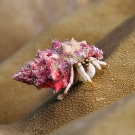 Small white hermit crab (Calcinus minutus)