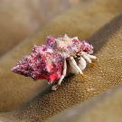 Small white hermit crab (Calcinus minutus) 