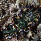 Smooth Giant Clam (Tridacna derasa).