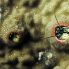 Striped coral hermit crabs (Paguritta vittata) inhabit tubes in living coral