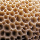 Structural details of the hard coral Gardineroseris