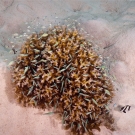 Swarm of brilliantly colored Chromis damselfish seek protection withing this Pocillopora coral.