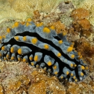 Swollen Phyllidia nudibranch (Phyllidia varicosa).