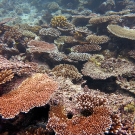 Tables of colorful Acropora dominate the reefs in Palau