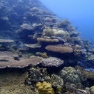 Tabular acroporids and massive poritids at Ulong Reef