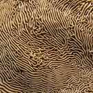 Textural detail of the surface of Pachyseris speciosa coral.